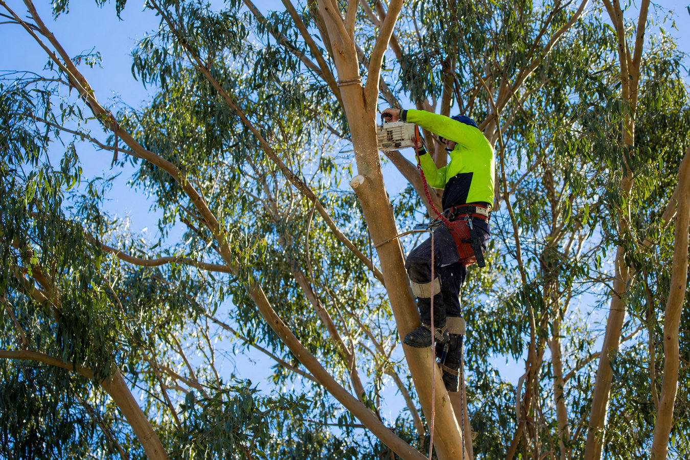 Commercial Tree Service