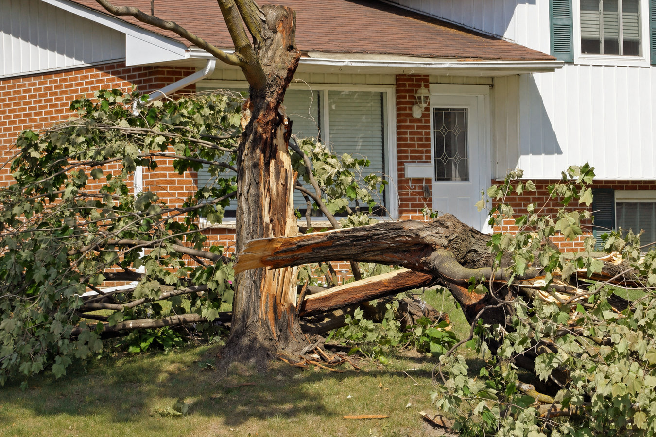 Emergency Tree Service