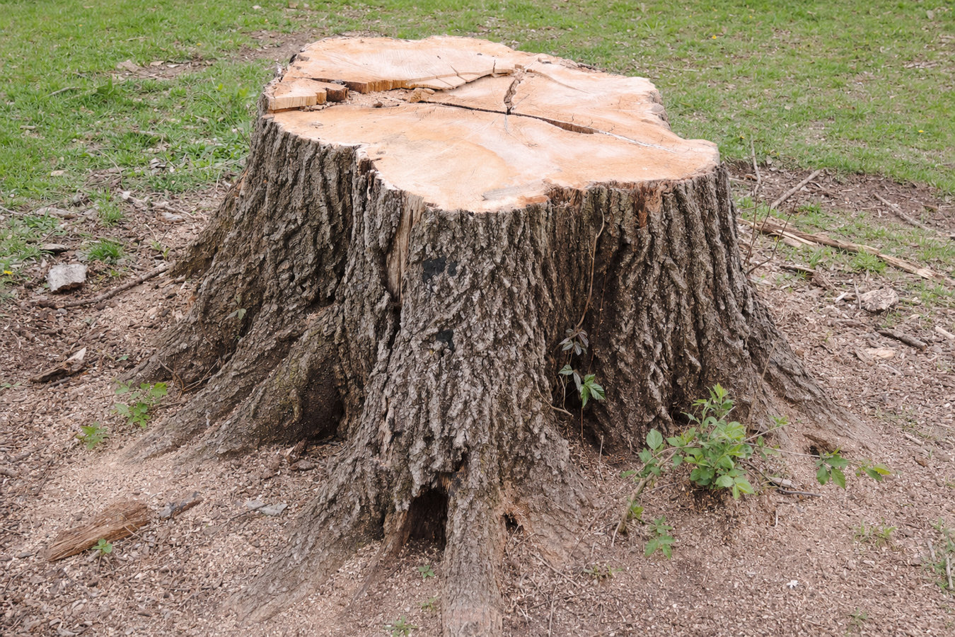Stump Removal
