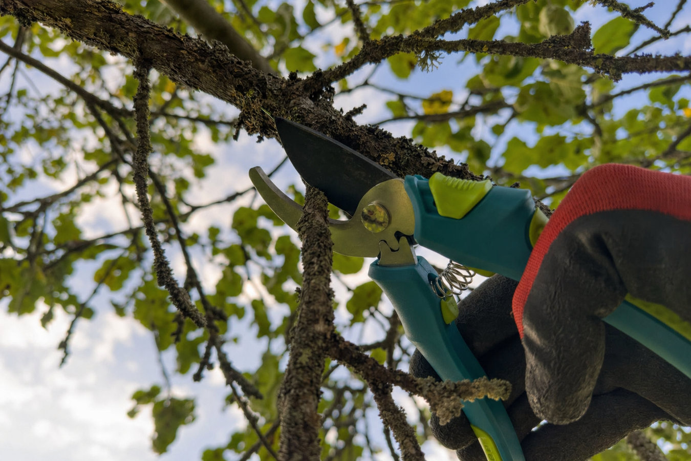 Tree Pruning