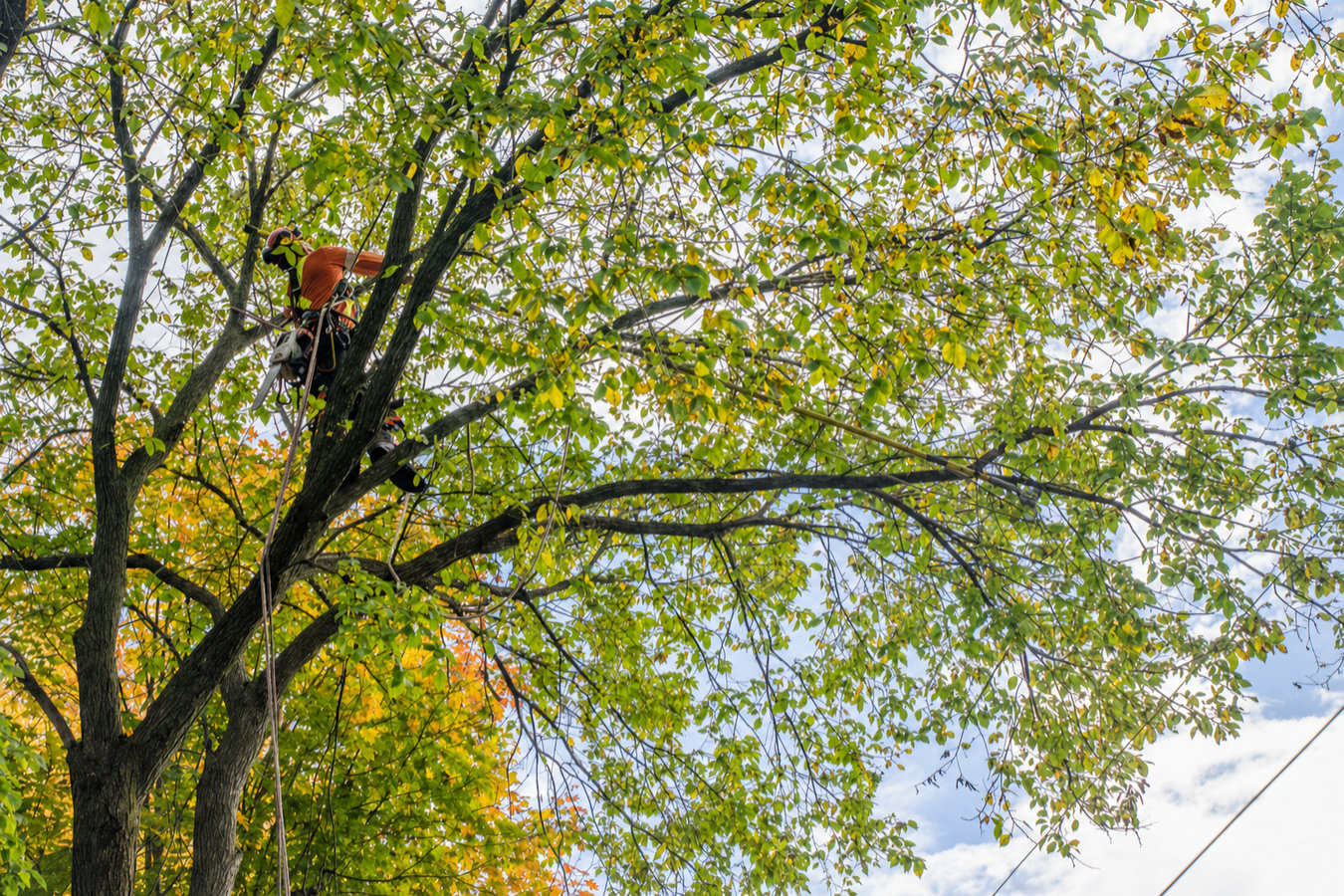 Tree Trimming